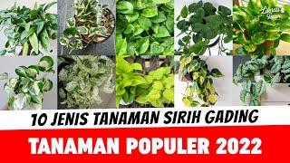 10 Jenis Tanaman Sirih Gading – Tanaman Hias Populer 2022