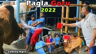 Pagla Goru Paglami 2022  Sadeeq Agro 2022 New Collection  Funny Mad Cow Video 2022  Pagla Goru 22