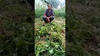 penindasan seorang oknum kepala desa Tumbajae terhadap petani miskin  janda