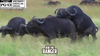 Buffalos Unique Approach To Baby-making