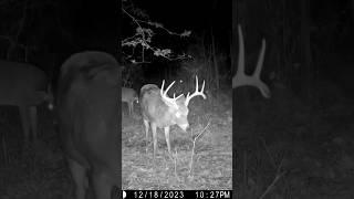 Big Buck Checks Licking Branch and Scrape #animalshorts #trailcamera #whitetaildeer #deerhunting