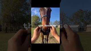 the Horse
