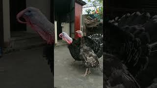 Turkey Tom gobbles in response to whistling.  gobbling turkey bird.