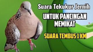 SUARA TEKUKUR SUPER TAJ4M MELENGKING  COCOK UNTUK PANCINGAN MEMIKAT