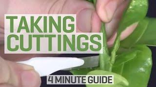 How To Take Cuttings - 4 Minute Guide to Clones and Cloning