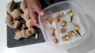 Growing store bought ginger  Interesting trick to make them root quicker