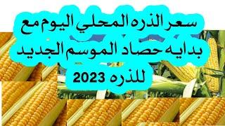 سعر الذره المحلي الشامية البيضاء والصفراء مع بداية الحصاد فى مصر 2023