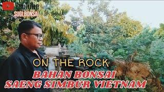 Bahan bonsai On The Rock Saeng Simbur Vietnam #fylシ @bluvtv @gardeningchannel