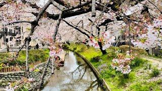 Cherry Blossom Shukugawara Station Kawasaki City　【お花見 穴場スポット】