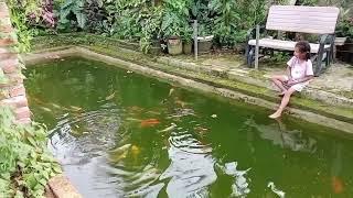 Persahabatan Queen Kiting dan Ikan Koi nya - Kebun Ijah