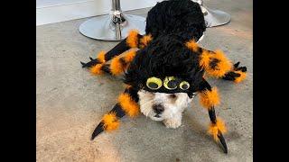 I Transformed My Dog into a Creepy Spider with an Amazing Spider Halloween Costume