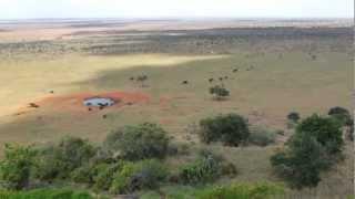Wild elephants visiting watering holes at Tsavo East National Park Kenya