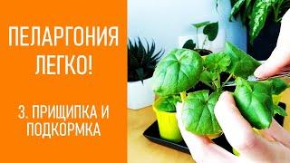 ПЕЛАРГОНИЯ - ЛЕГКО Прищипка и первая подкормка пеларгоний