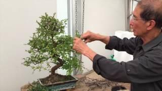 How to Prune a Chinese Elm Bonsai Tree EASY - Peter Chan