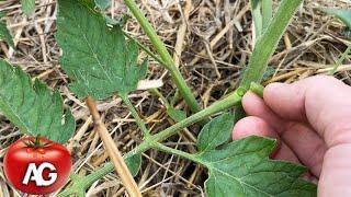 Do not remove suckers from tomatoes until you watch this video