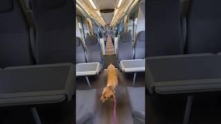 Me and my dog are the only ones on the train