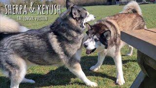 Two Huskys Reunite after months of being apart This will make you Smile