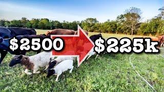 INVESTING $2500 for $225K RETURN  Farm Business Dorper Sheep Farming Cows MICRO RANCHING FOR PROFIT