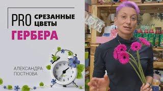 Мини гербера - милота ромашки  Что нужно знать про герберу чтобы она стояла в вазе долго