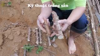 Ky thuat trong san cho nang suat cao tai VN