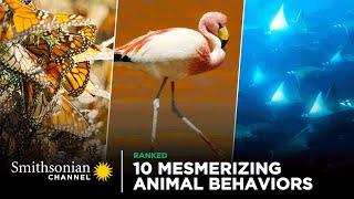 10 Mesmerizing Animal Behaviors  Smithsonian Channel