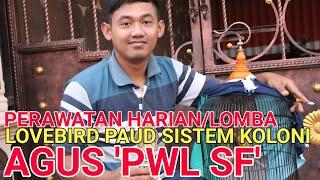 Perawatan Lovebird Paud Sistem Koloni Mudah  Agus Budi PWL SF