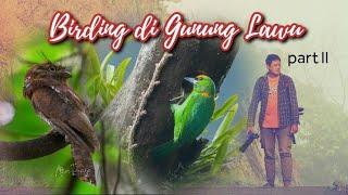 birding di gunung lawu part 2 ketemu elang jawa jarak 15 meter dan javan frogmouth jarak 4 meter