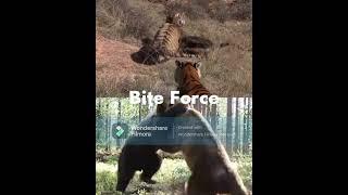 Animal Battle - Tiger vs Grizzly Bear