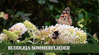 Buddleja Sommerflieder ein invasiver Neophyt? - Folge #12