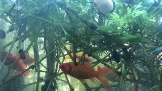 Serene Fish Tank Calming Music for Sleep and Stress Relief Deep Focus  StudyCalmHeal music