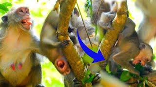 Shock  Brat Monkey Janna got terrified beat by mom Gladdis very hurt till pee pee fall from tree