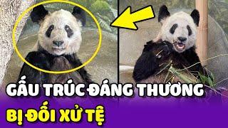 Gấu Trúc YaYa bị đối xử tệ bạc tại Mỹ suốt 20 năm trời  Yêu Lu Official