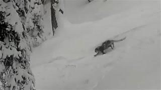 Skiers Encounter a Snow Leopard in India