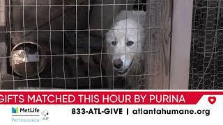 Day of Giving  Atlanta Humanes Animal Protection Unit