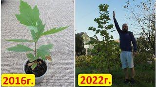 Выращивание платана - 2016-2022 год. Полная история дерева