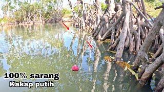 TERLALU BANYAK IKAN UMPAN TURUN LANGUSNG DISAMBAR Mancing kakap putih-Barramundi