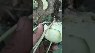 Kohlrabi #shorts #viralshort #trending #trendingshorts