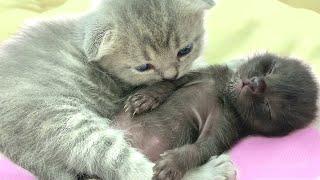 Kitten Chloe gently cuddles and protects the sleep of a foster kitten