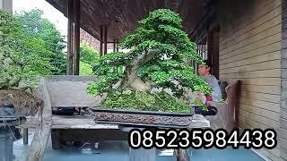 Cek harga koleksi bonsai serut rumahan Pak Gun Kedunggalar Ngawi