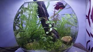 fish bowel planted tank