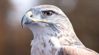 Hawk Sound  Hawk Sound Effects  Ferruginous Hawk Noises  Hawk Screech  Hawk Calls  No Music