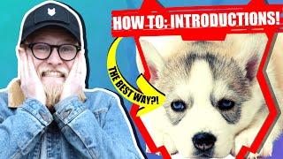 How Do I Introduce My SIBERIAN HUSKY To My Family