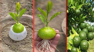 Grow lemons from lemons fruit  The easiest procedure in the world  100% success 