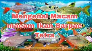 Mengenal Macam Macam Ikan Sarpae Tetra  part2