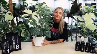 NEW MERCH + New Nurturesystem Products + Gorgeous Monstera