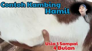 CONTOH KAMBING  HAMILUSIA 3-4 BULAN