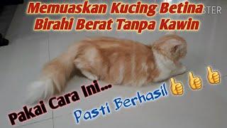 MENGATASI KUCING BETINA BIRAHI TANPA DIKAWINKAN  cara memuaskan kucing betina birahi