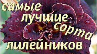 ПОСАДИТЕ САМЫЕ ЛУЧШИЕ сорта ЛИЛЕЙНИКОВPlant the best varieties of daylilies