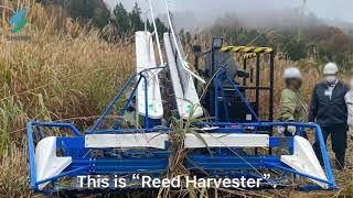 Reed Harvester