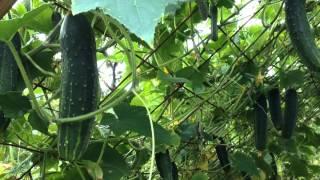 Cindy Hoedels Straw Bale Garden